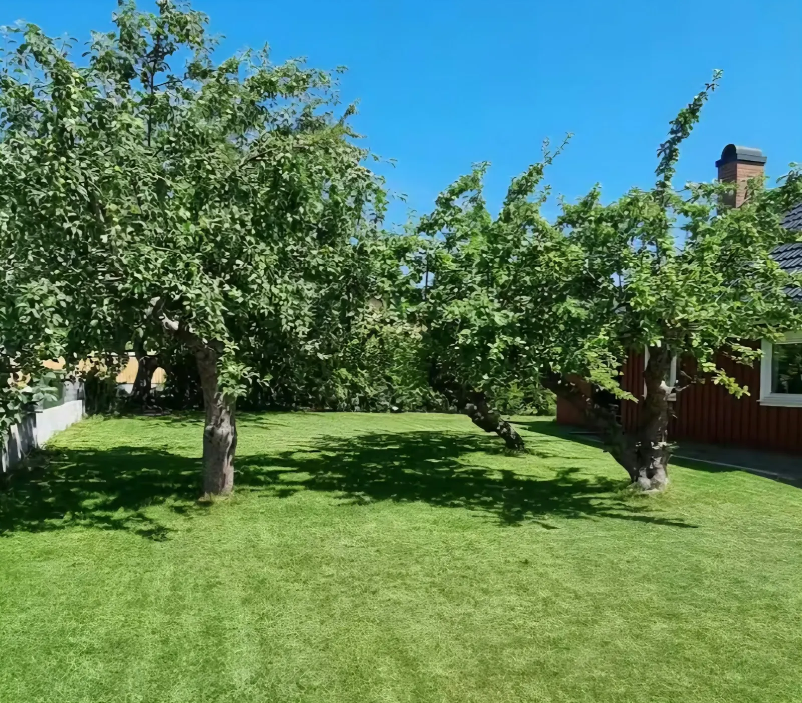 Large lawn with apple trees in the garden next to the red house